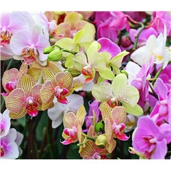 Отдушка косметическая - Орхидея 50 гр.